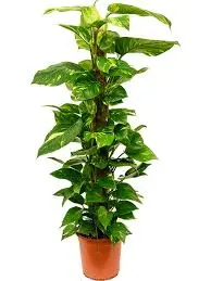 Sulgjas-nõelköis Scindapsus P19/90cm
