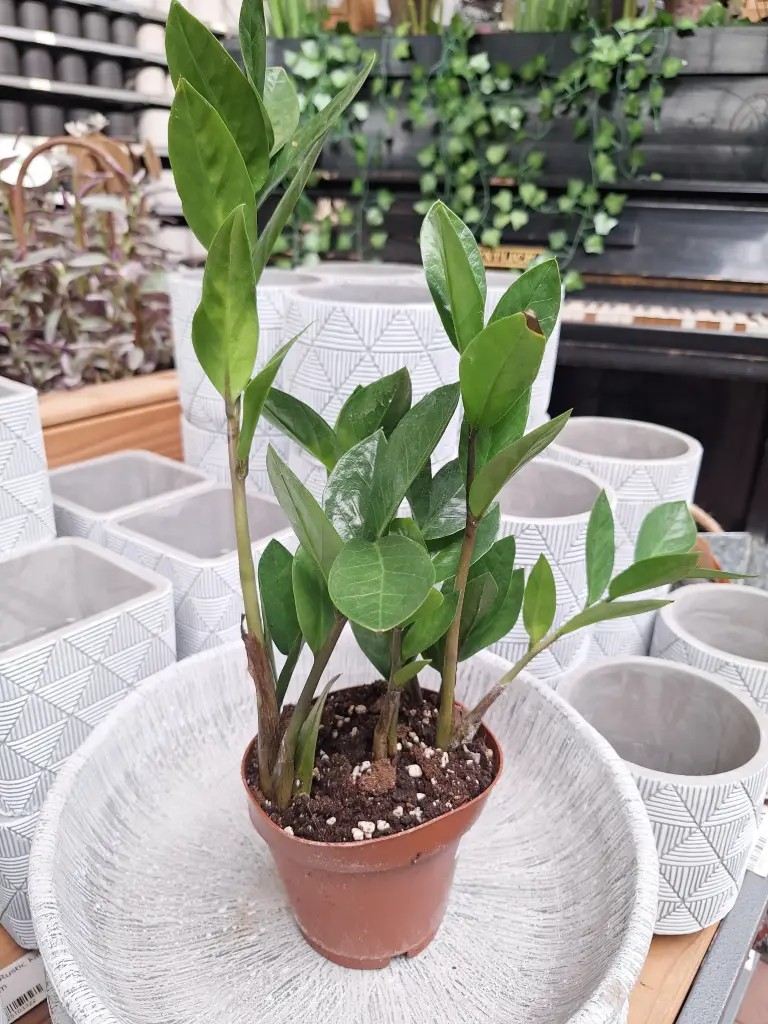 Sulgvõhk P12/50cm