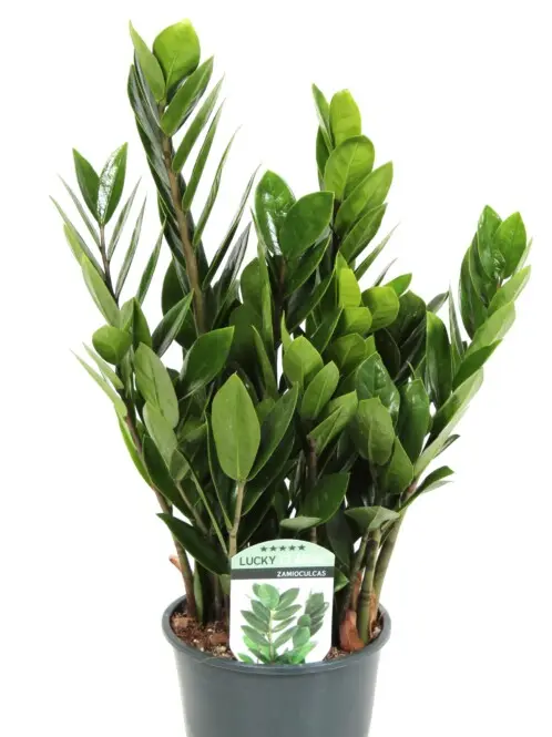 Sulgvõhk 'Lucky Classic' P14/45cm