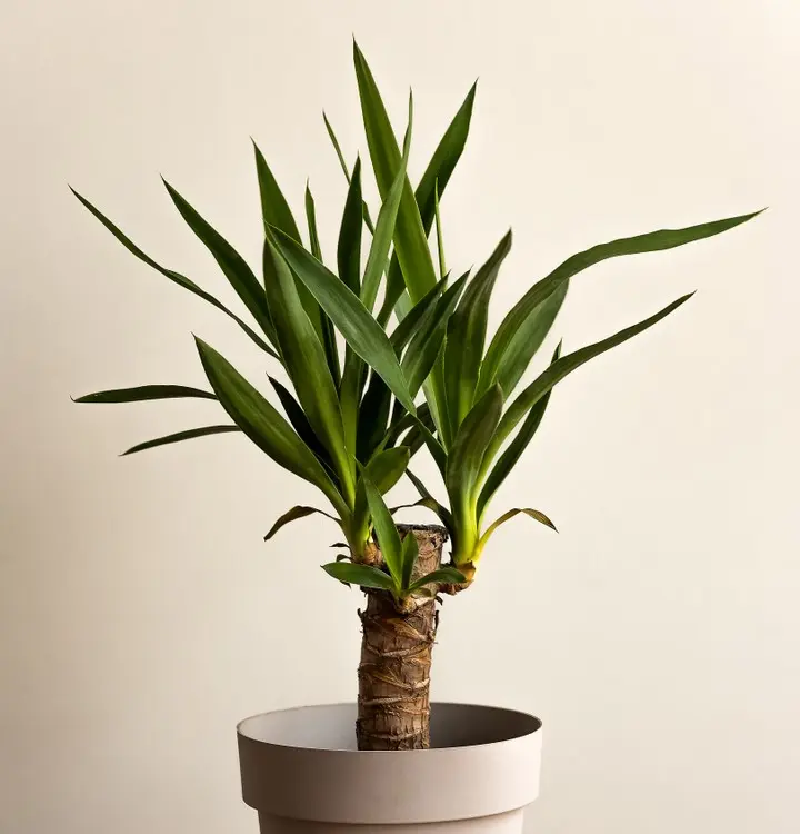 Tääkliilia P14/55cm