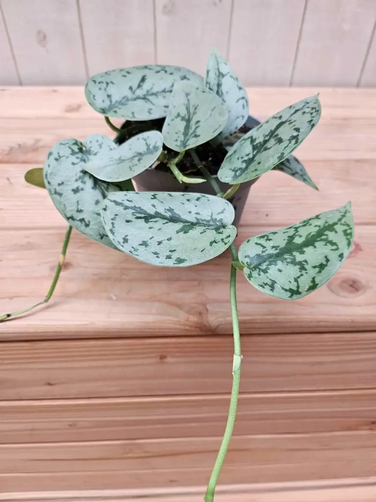 Täpiline hõbeköis 'Silver' P12/25cm