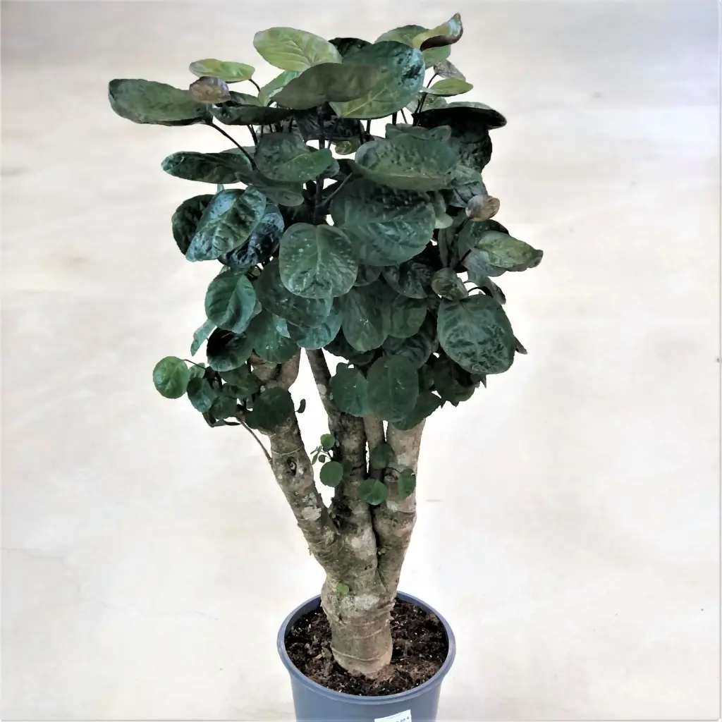 Tarasarik SÜDA  P12/45cm