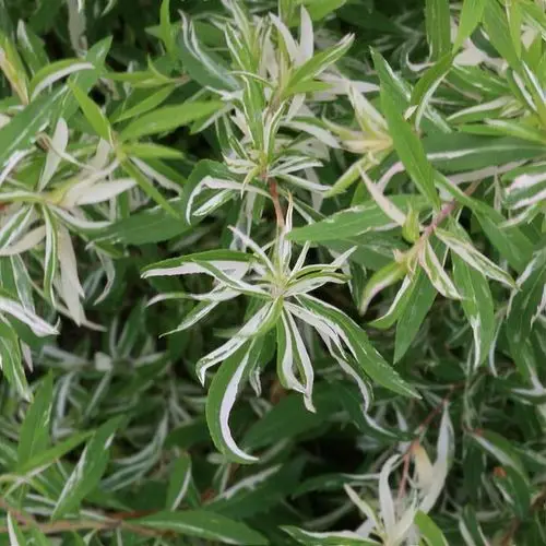 Thunbergi enelas 'Mount Fuji' C3