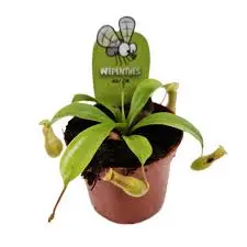 Tiivuline kanntaim 'Monkey Jars' P8,5/20cm