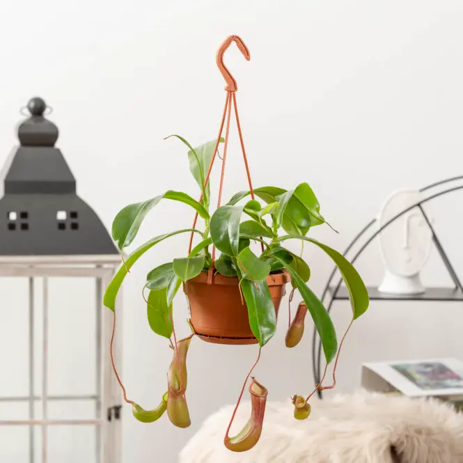Tiivuline kanntaim 'Monkey Jars'P14/40cm
