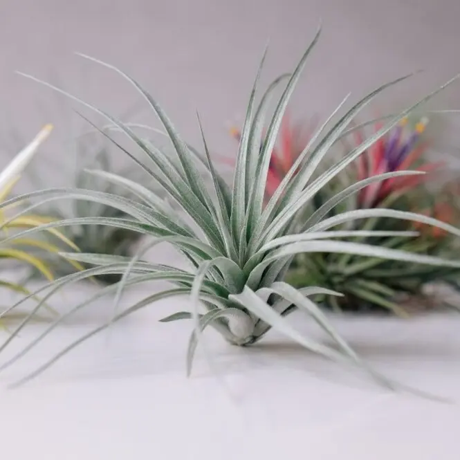 Tillandsia 'Air Plants MIX'  4Ø 4cm
