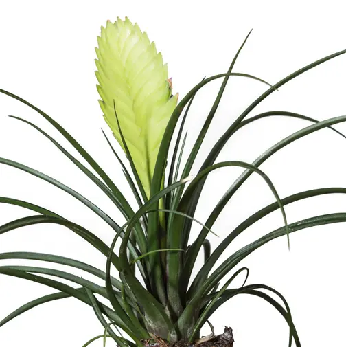 Tillandsia valik  klaas 8Ø 10cm