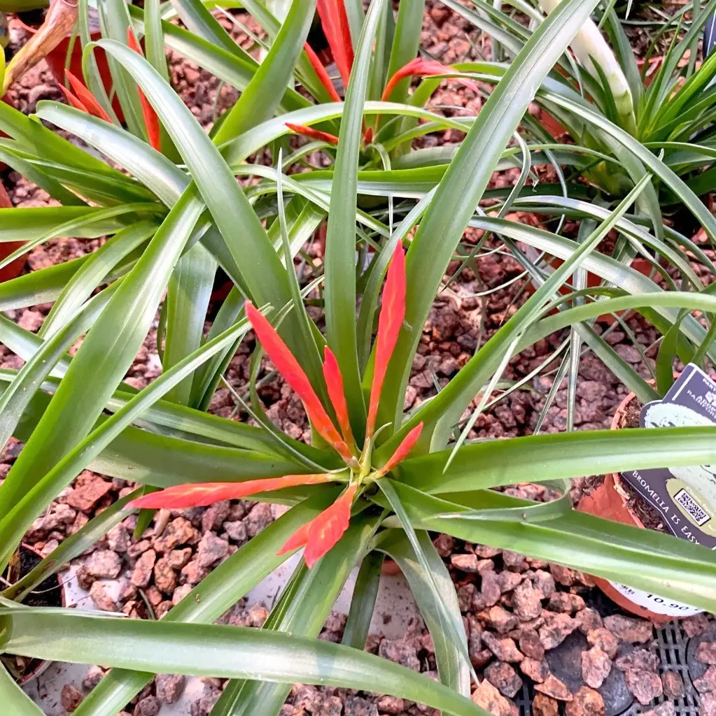 Tillandsia valik P5,5/25cm