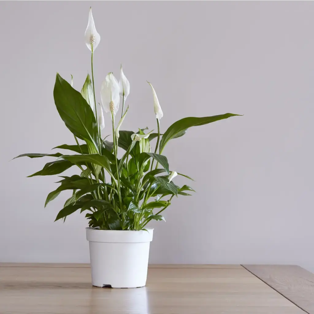 Tõlvlehik 'Sweet Lauretta' P21/90cm