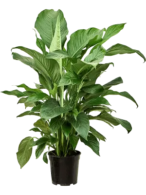 Tõlvlehik Sweet Silvana P24/100cm