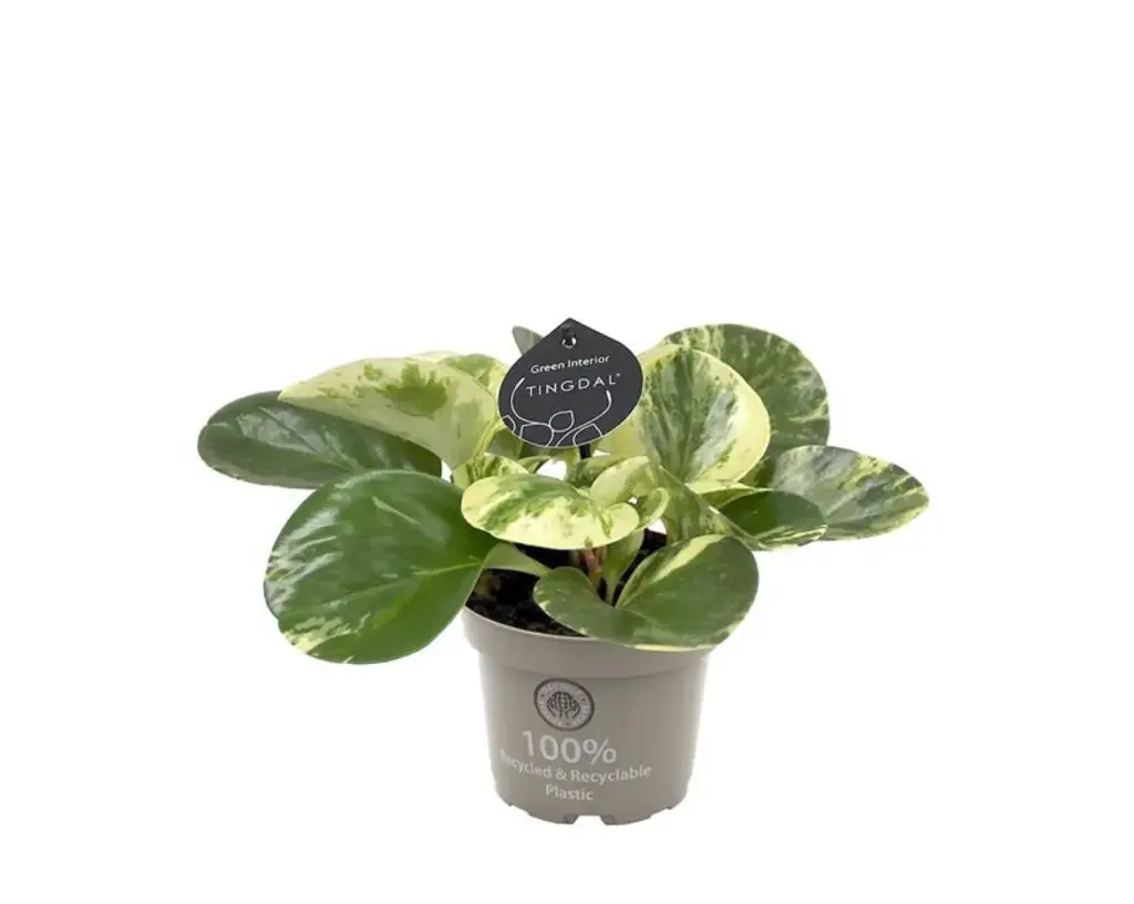 Tömbilehine peperoomia Green Gold 12Ø 20cm