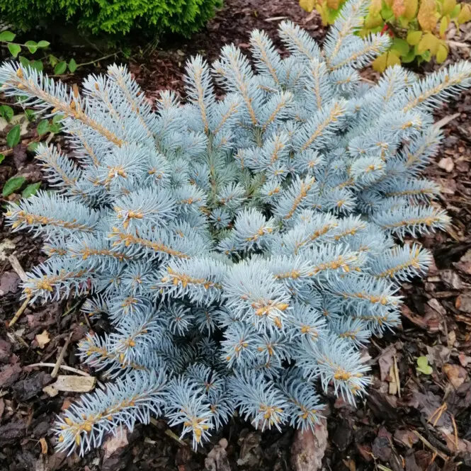 Torkav kuusk 'Glauca Globosa' C4 25-30CM