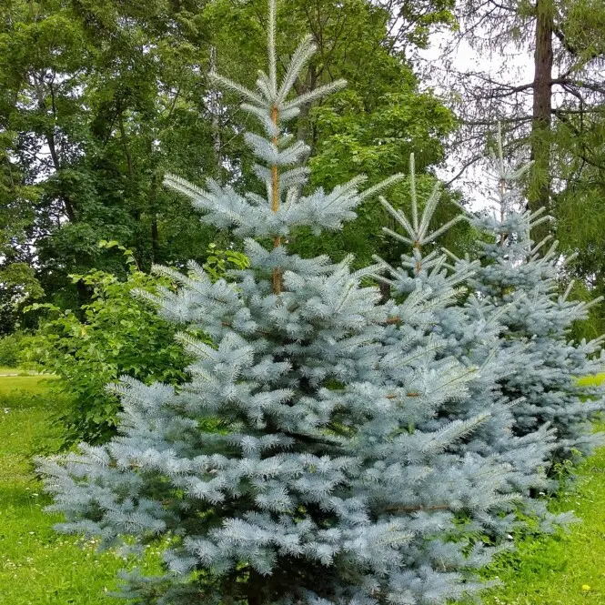 Torkav kuusk 'Hoopsii' C5 40-50CM