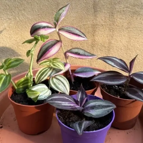 Tradeskantsia valik Purple Passion 8,5Ø 20cm 25cm