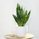 Tseiloni havisaba P17/60cm