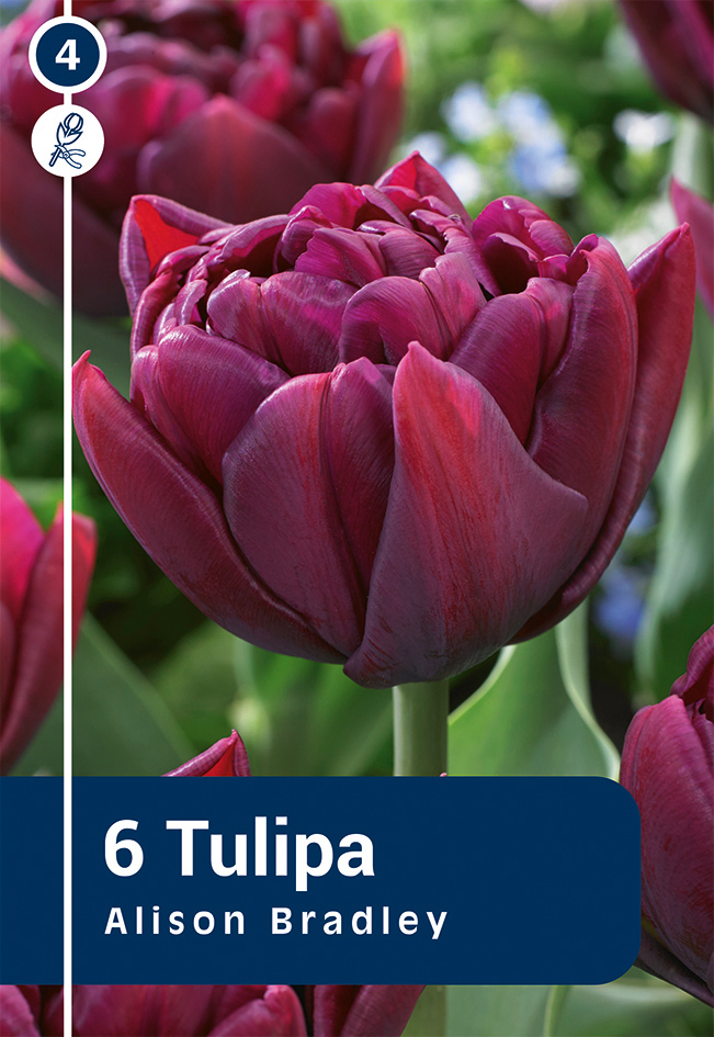 Tulp 'Alison Bradley' 6tk 11/12