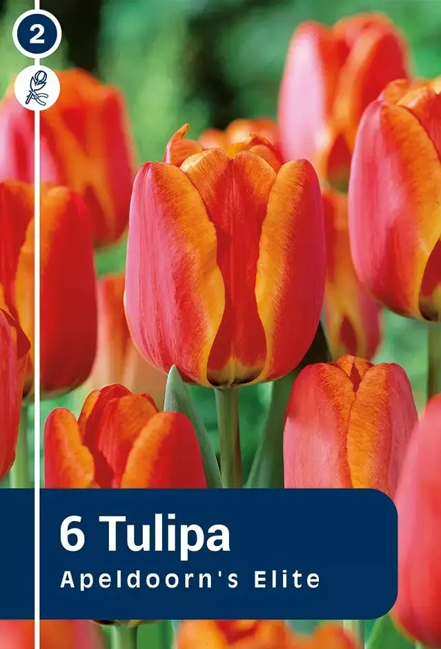 Tulp 'Apeldoorn's Elite' 6tk 11/12