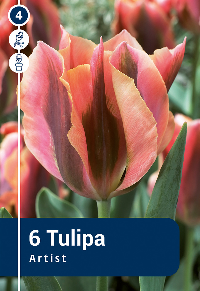 Tulp 'Artist' 6tk 11/12