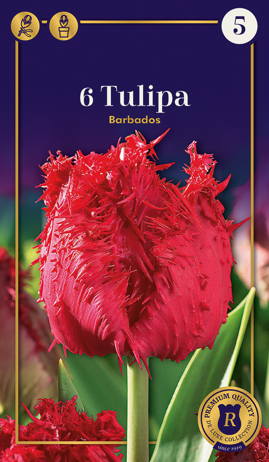 Tulp 'Barbados' 6tk 12/+