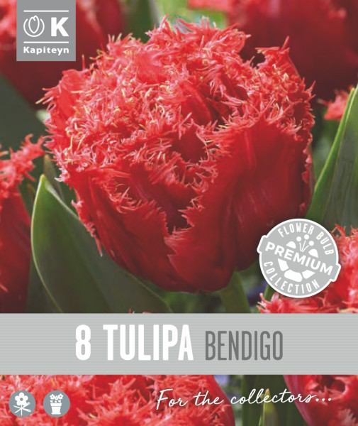 Tulp 'Bendigo' 8tk 12/+