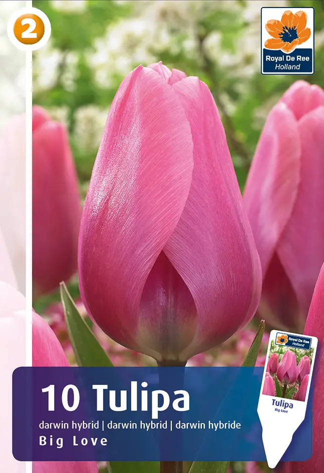Tulp 'Big Love' 6tk 11/12