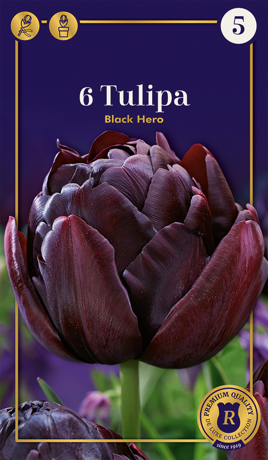 Tulp 'Black Hero' 6tk 12/+