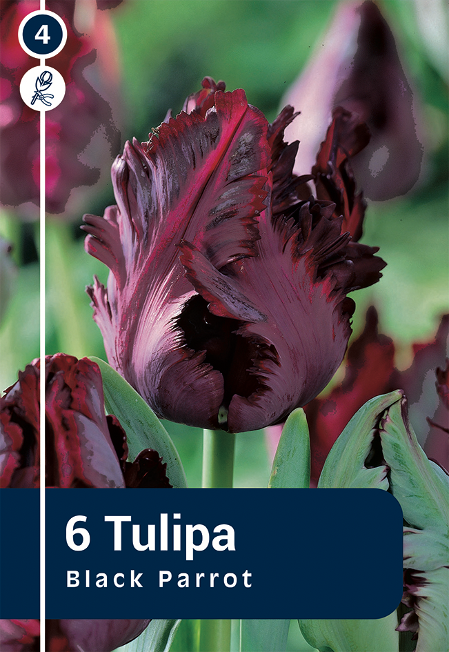 Tulp 'Black Parrot' 6tk 11/12