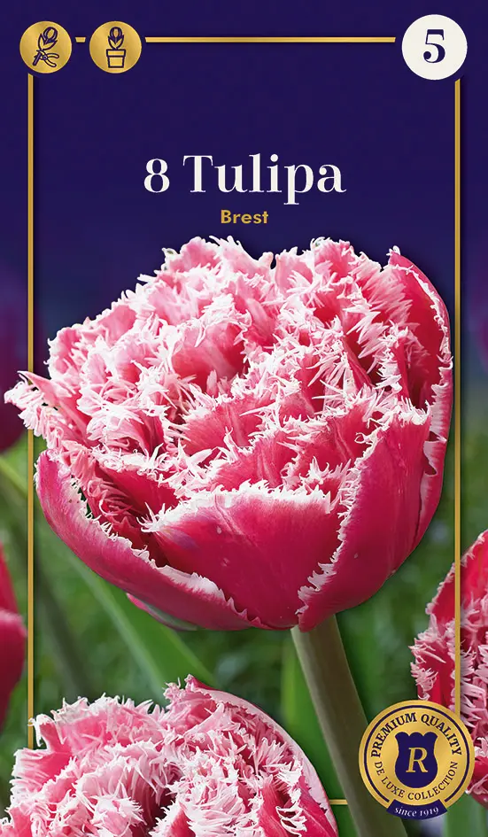 Tulp 'Brest' 6tk 12/+
