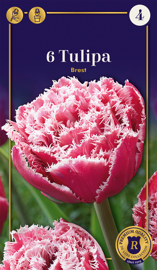 Tulp 'Brest' 6tk 12/+
