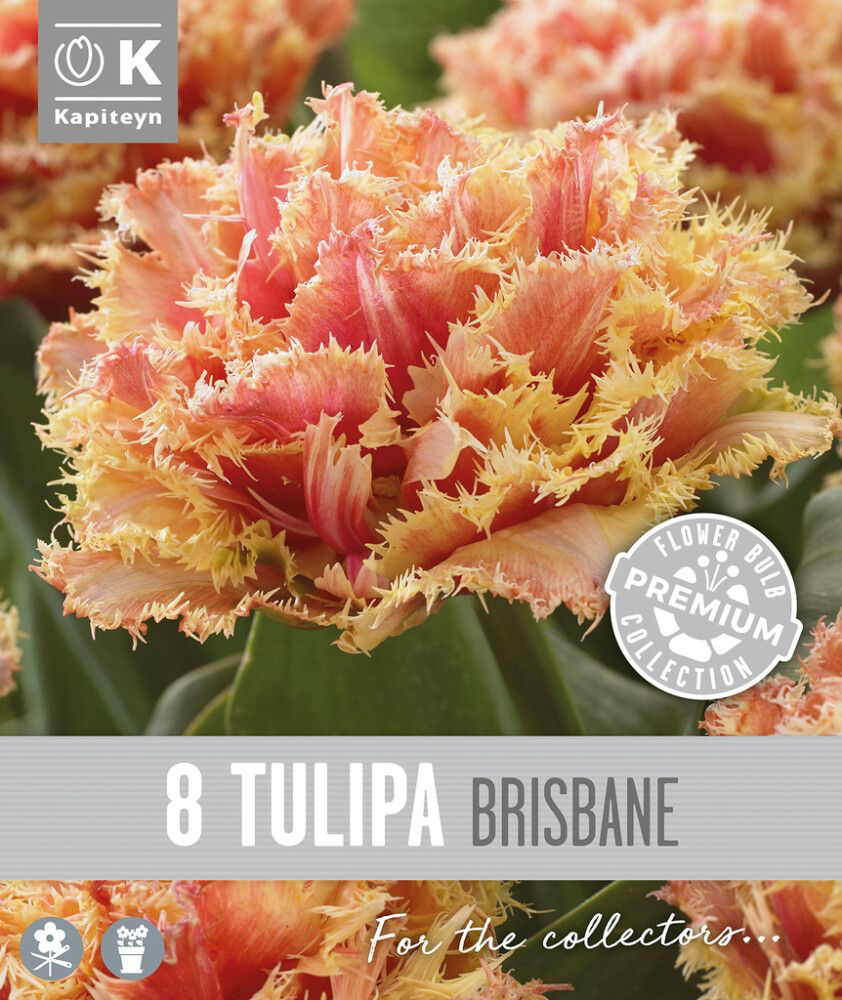 Tulp 'Brisbane' 8tk 11/+