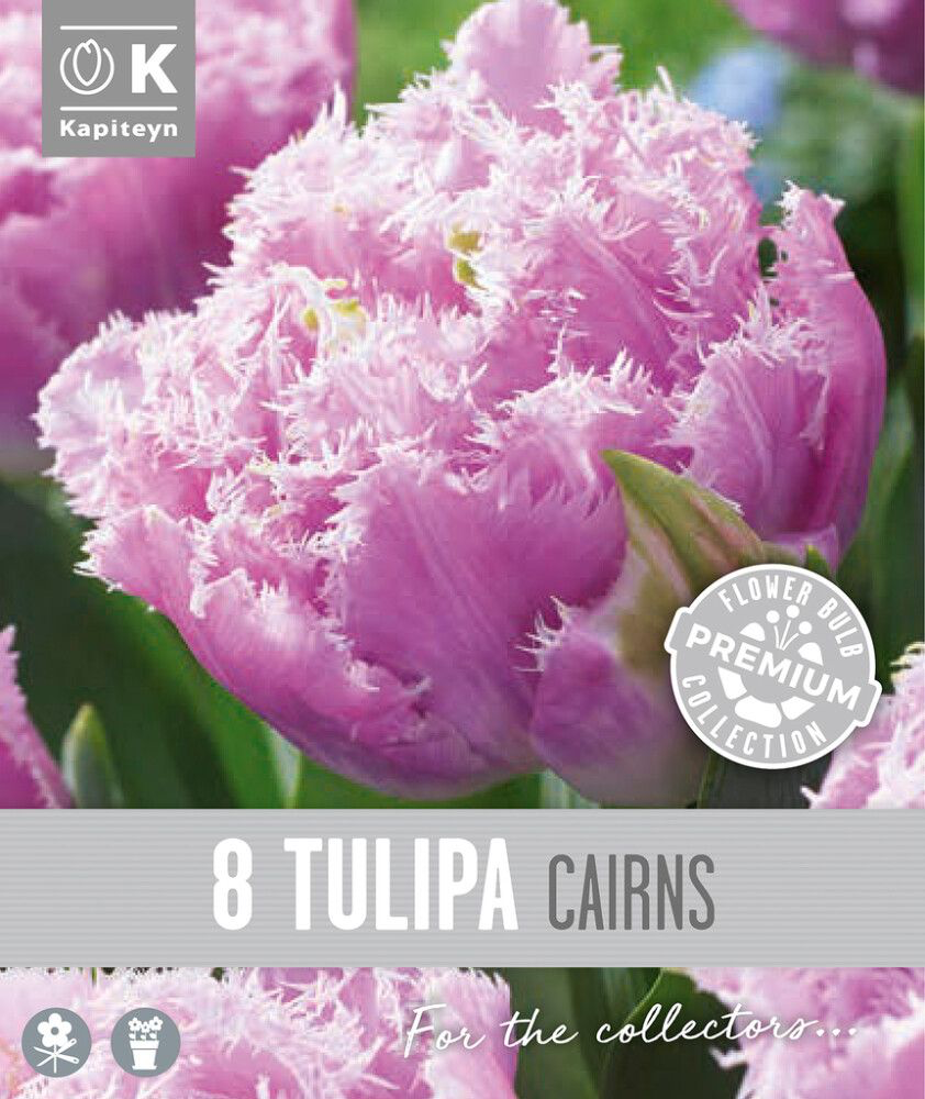 Tulp 'Cairns' 8tk 12/+
