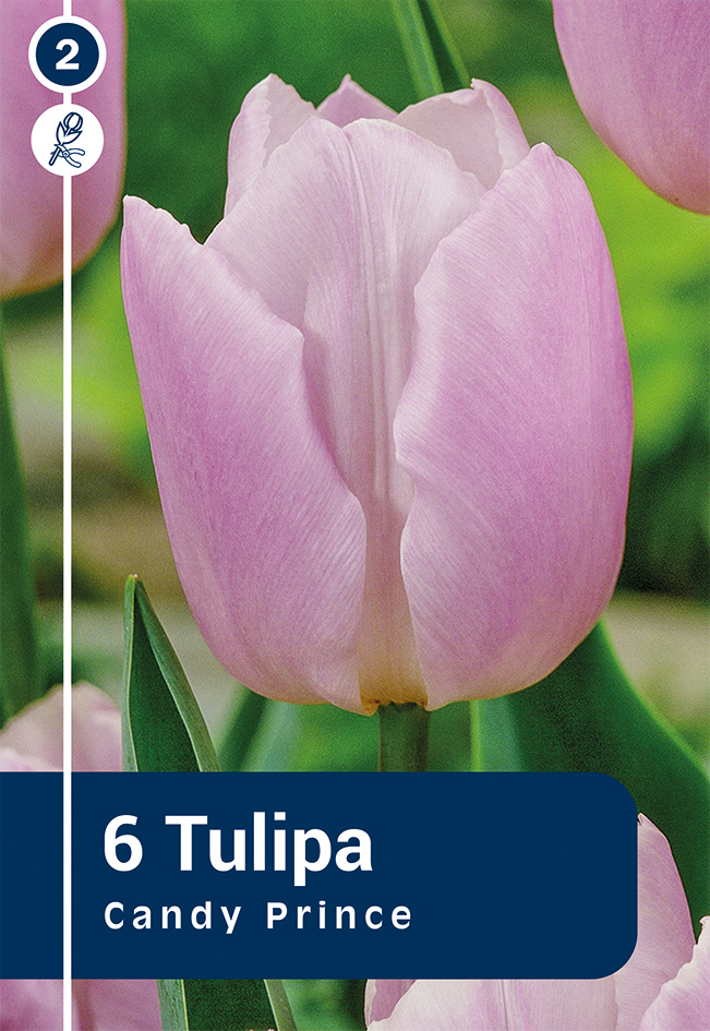 Tulp 'Candy Prince' 6tk 11/12