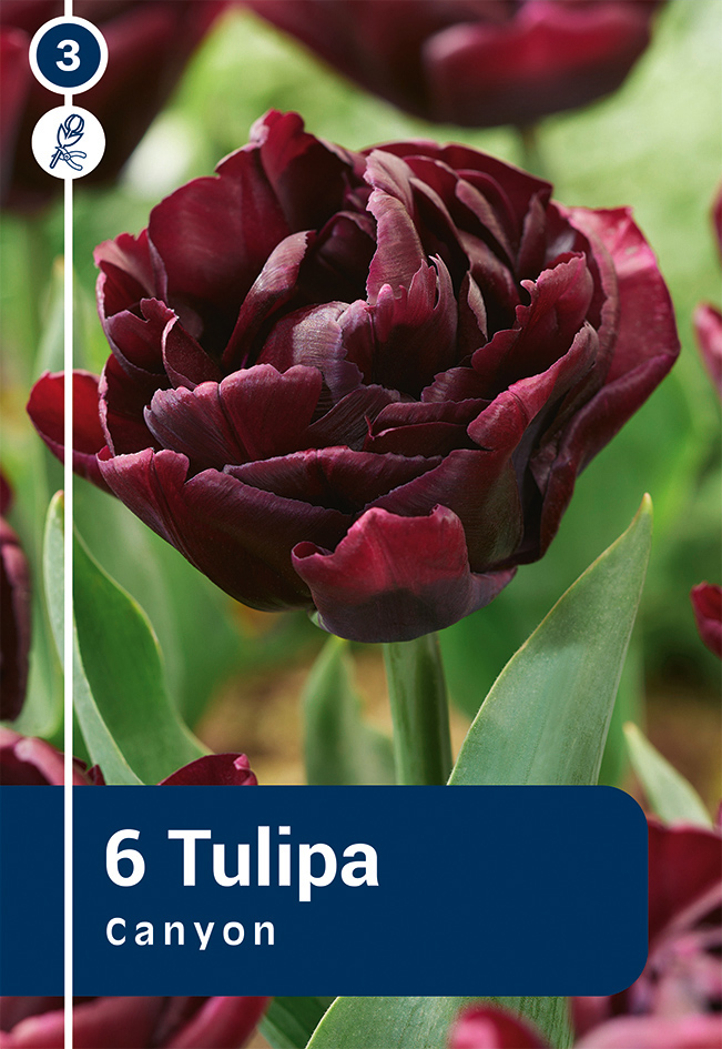 Tulp 'Canyon' 6tk 11/12