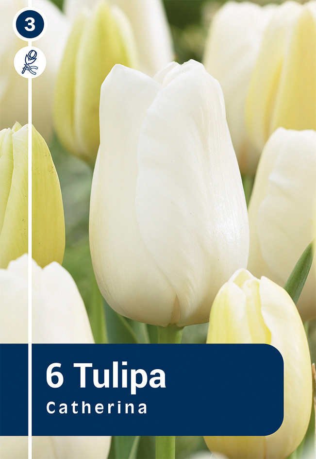 Tulp 'Catherina' 6tk 11/12