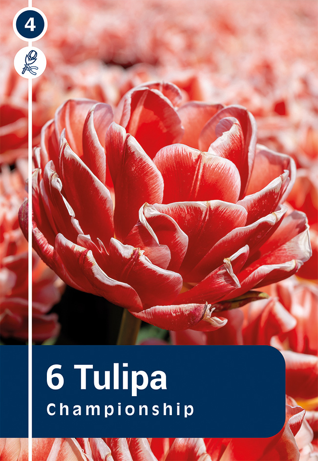 Tulp 'Championship' 6tk 11/12