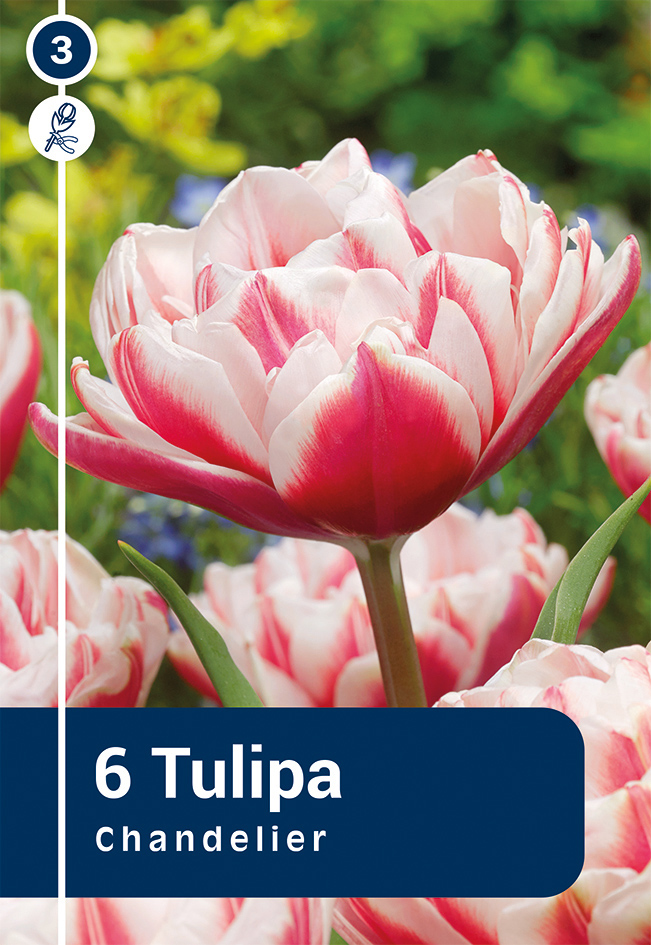 Tulp 'Chandelier' 6tk 10/+