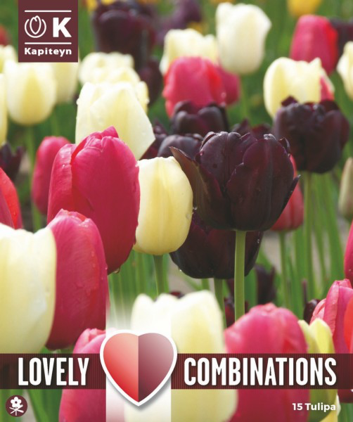 Tulp 'Combipack black, pink & white' 15tk 11/12