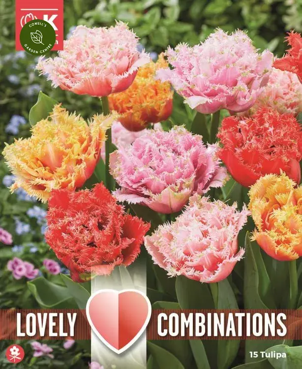 Tulp 'Combipack DOUBLE CRIS MIX' 12tk 11/12