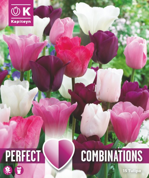 Tulp 'Combipack pink,white,purple' 15tk 11/12