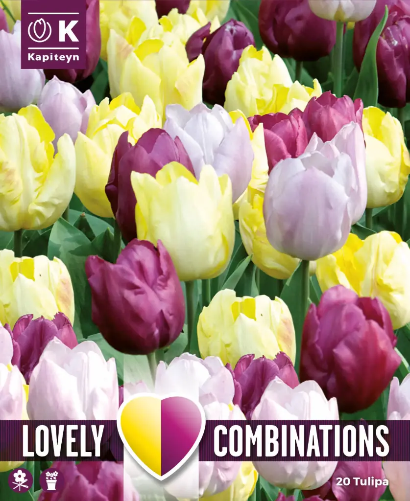 Tulp 'Combipack YELLOW, PURPLE, LILAC' 15tk 11/12