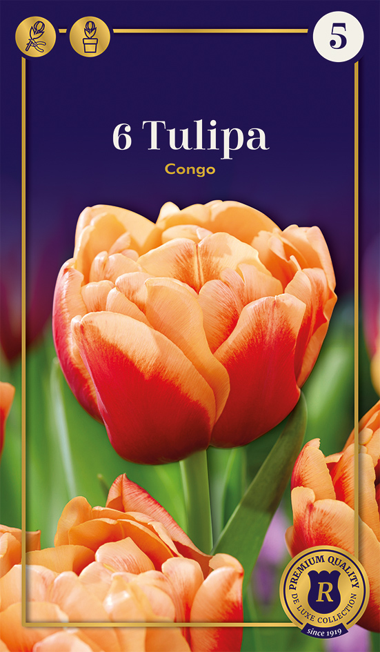 Tulp 'Congo' 6tk 11/+