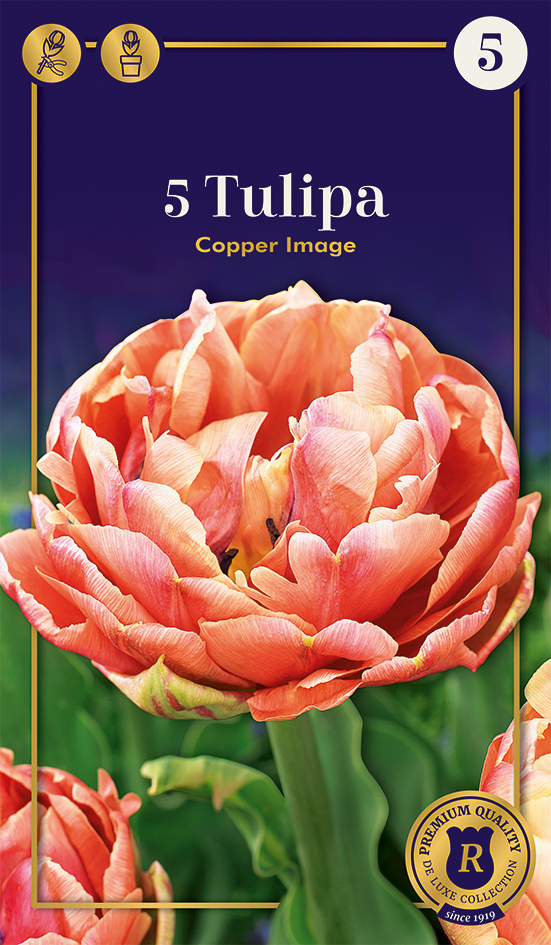 Tulp 'Copper Image' 5tk 12/+