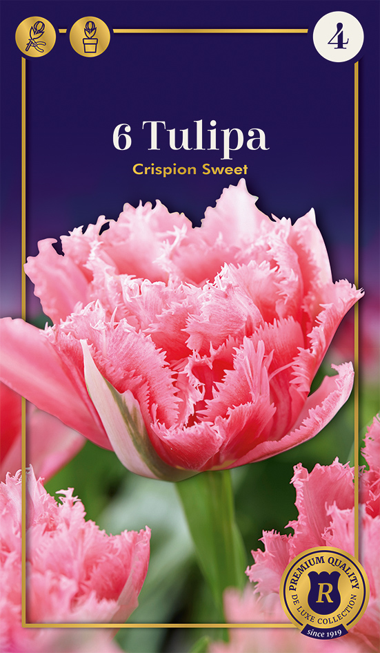 Tulp 'Crispion Sweet' 6tk 11/+