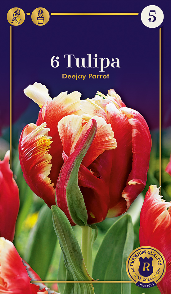 Tulp 'Dee Jay Parrot' 6tk 12/+