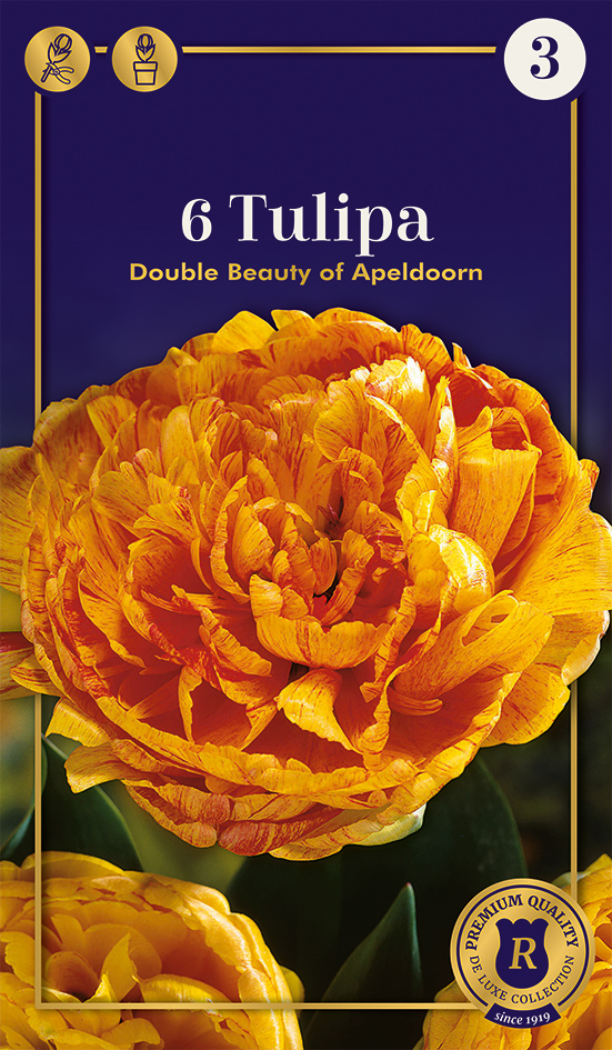 Tulp 'Beauty of Apeldoorn' 6tk 12/+