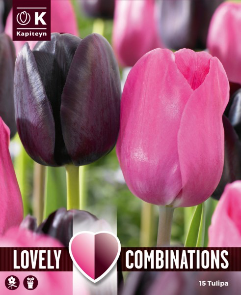 Tulp 'Duopack black & pink' 15tk 11/12
