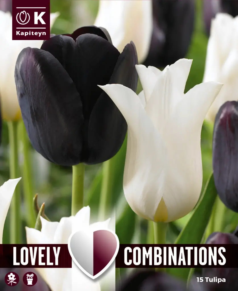 Tulp 'Duopack BLACK &WHITE' 15tk 11/12