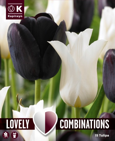 Tulp 'Duopack black & white' 15tk 11/12