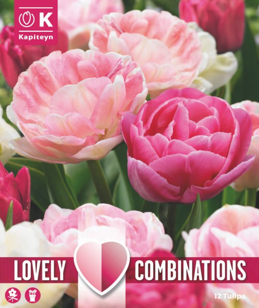 Tulp 'Duopack Sweet pink mix' 12tk 11/12