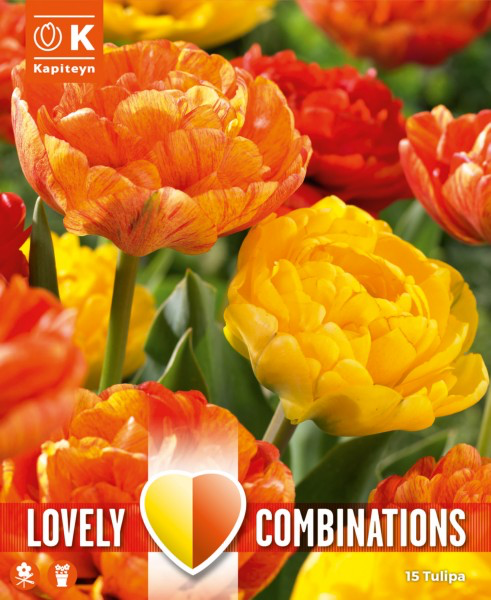 Tulp 'Duopack yellow & orange' 15tk 11/12
